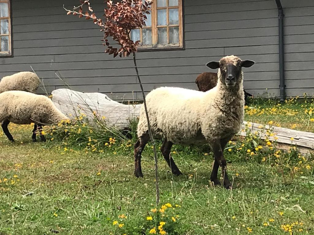 Parque La Pajarera Ξενοδοχείο Puerto Varas Εξωτερικό φωτογραφία