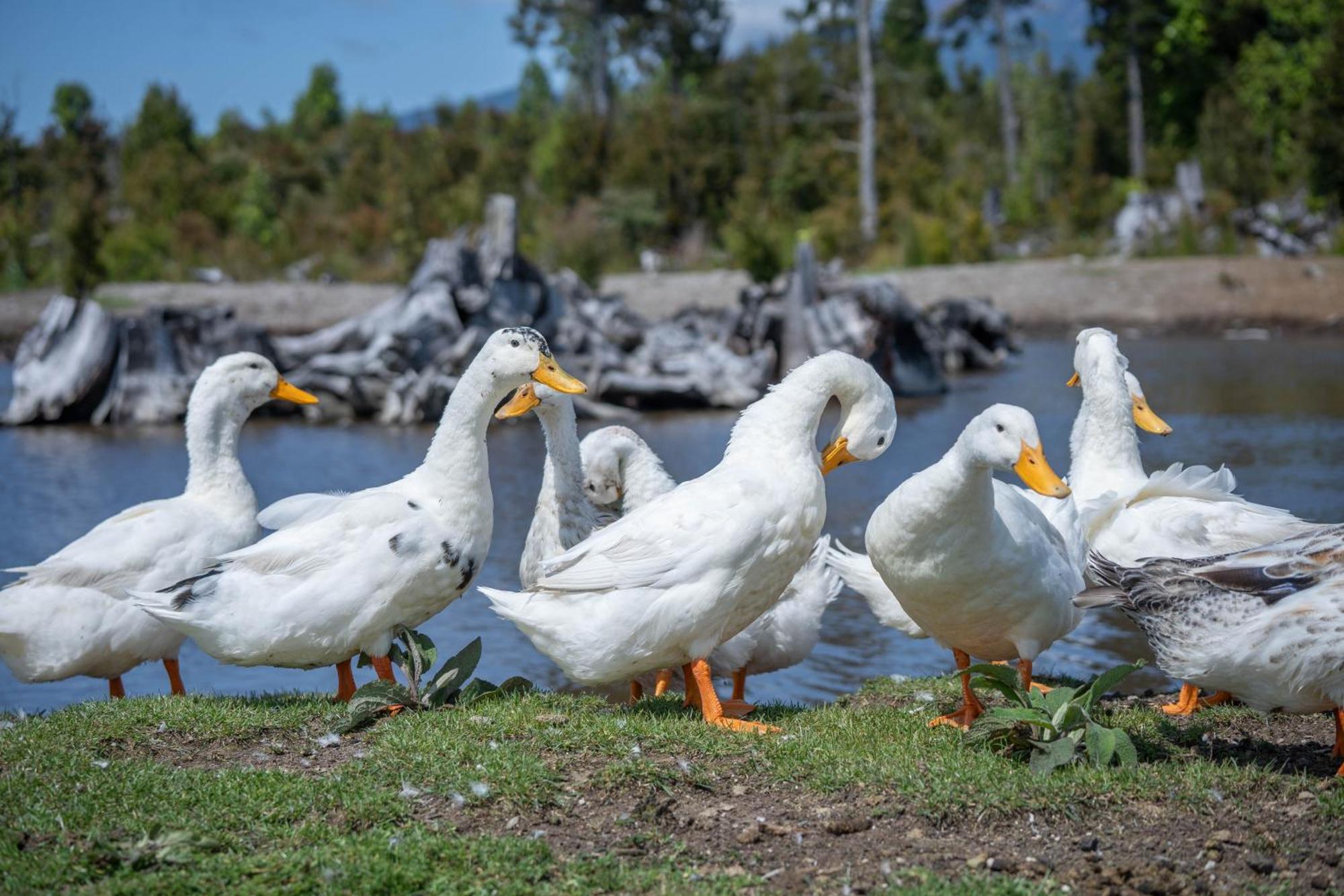Parque La Pajarera Ξενοδοχείο Puerto Varas Εξωτερικό φωτογραφία