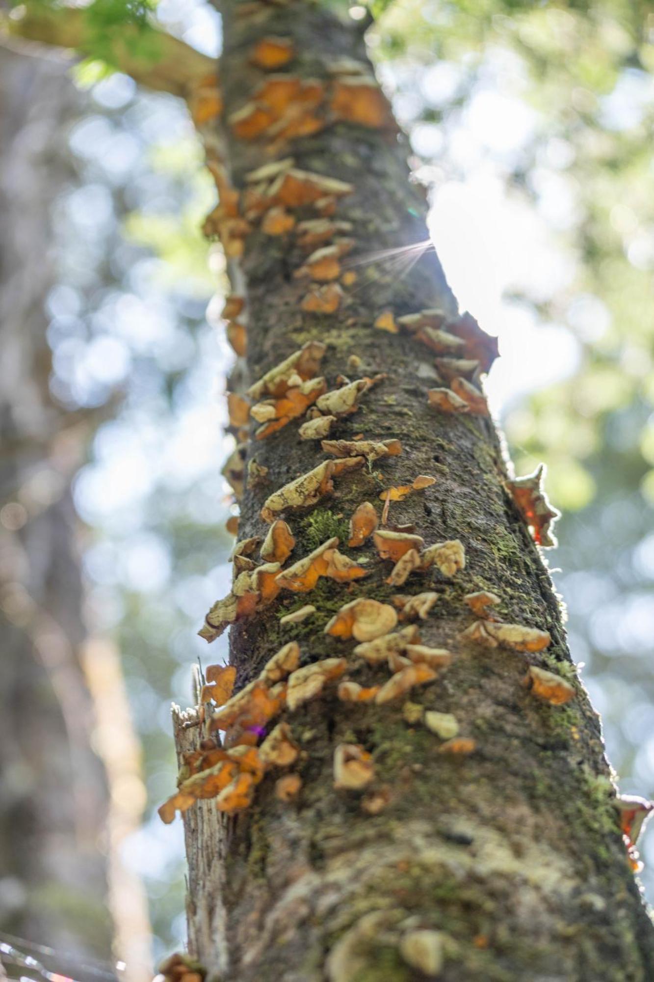 Parque La Pajarera Ξενοδοχείο Puerto Varas Εξωτερικό φωτογραφία