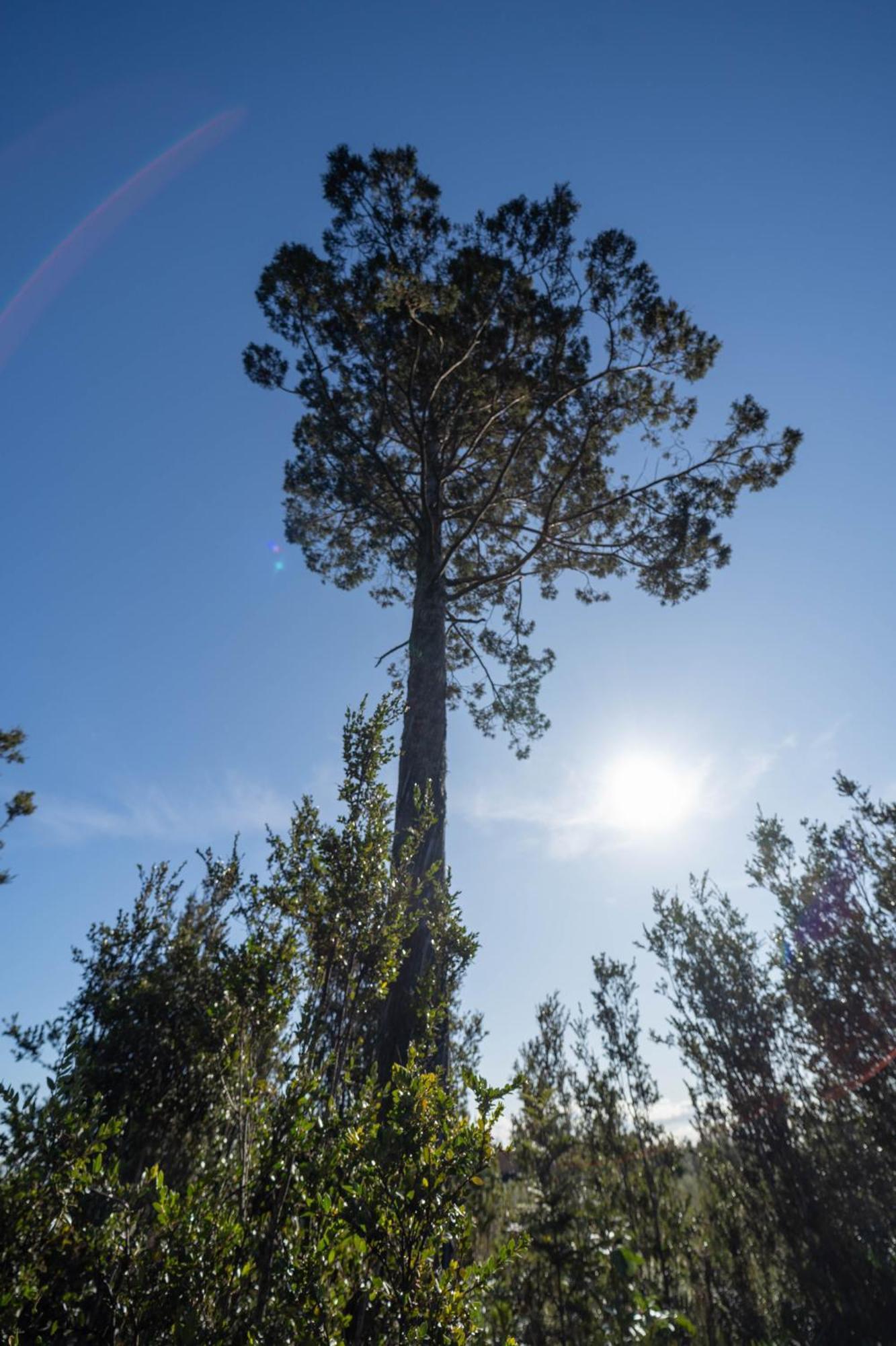 Parque La Pajarera Ξενοδοχείο Puerto Varas Εξωτερικό φωτογραφία
