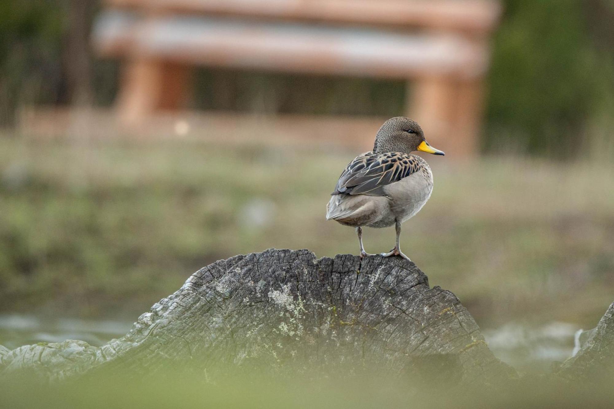 Parque La Pajarera Ξενοδοχείο Puerto Varas Εξωτερικό φωτογραφία