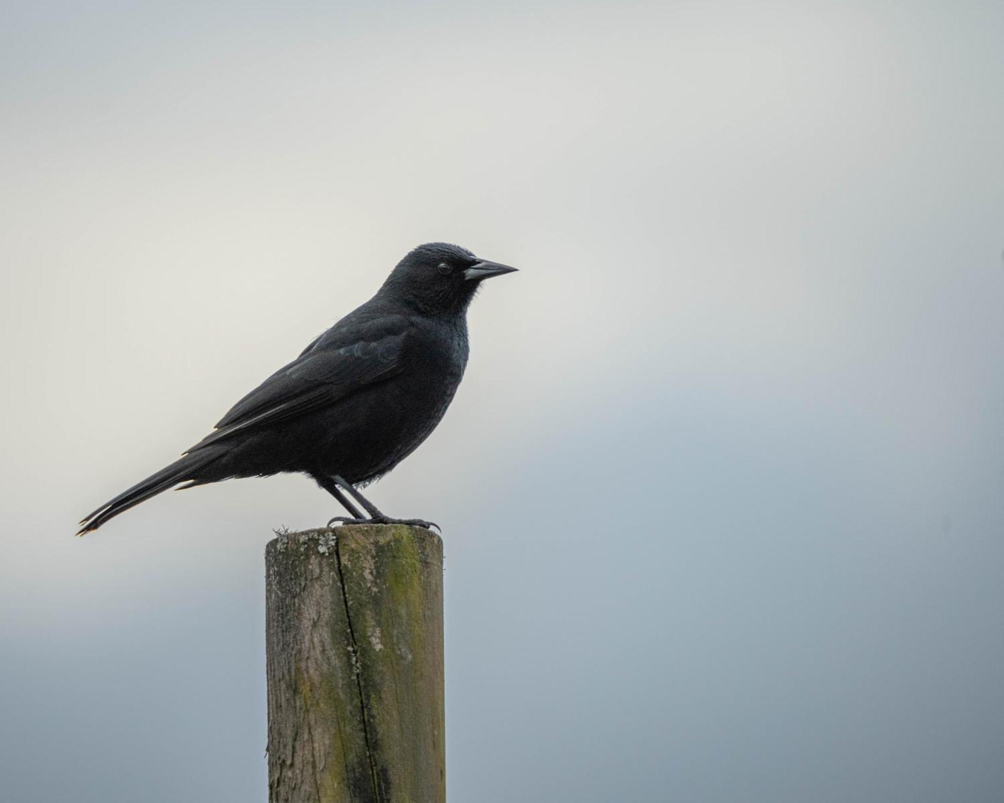 Parque La Pajarera Ξενοδοχείο Puerto Varas Εξωτερικό φωτογραφία