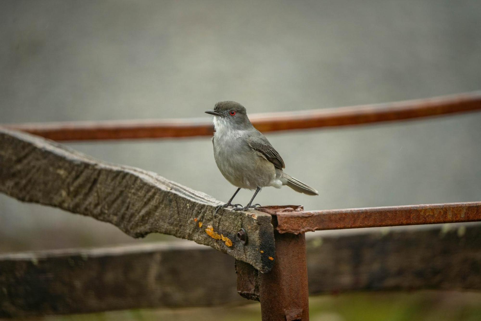 Parque La Pajarera Ξενοδοχείο Puerto Varas Εξωτερικό φωτογραφία